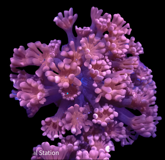 Red Alveopora