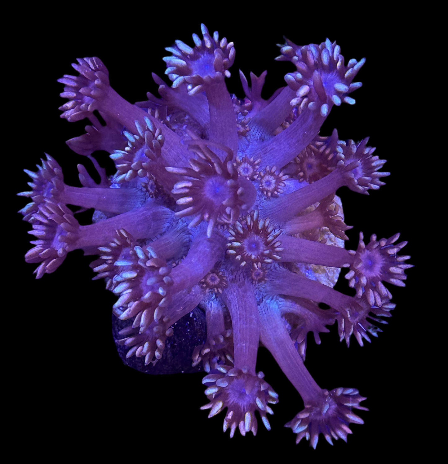 Purple Goniopora