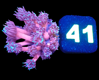Pink Goniopora w/ Blue tips