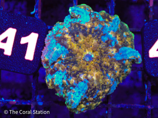 CK Half Baked Mushroom Coral