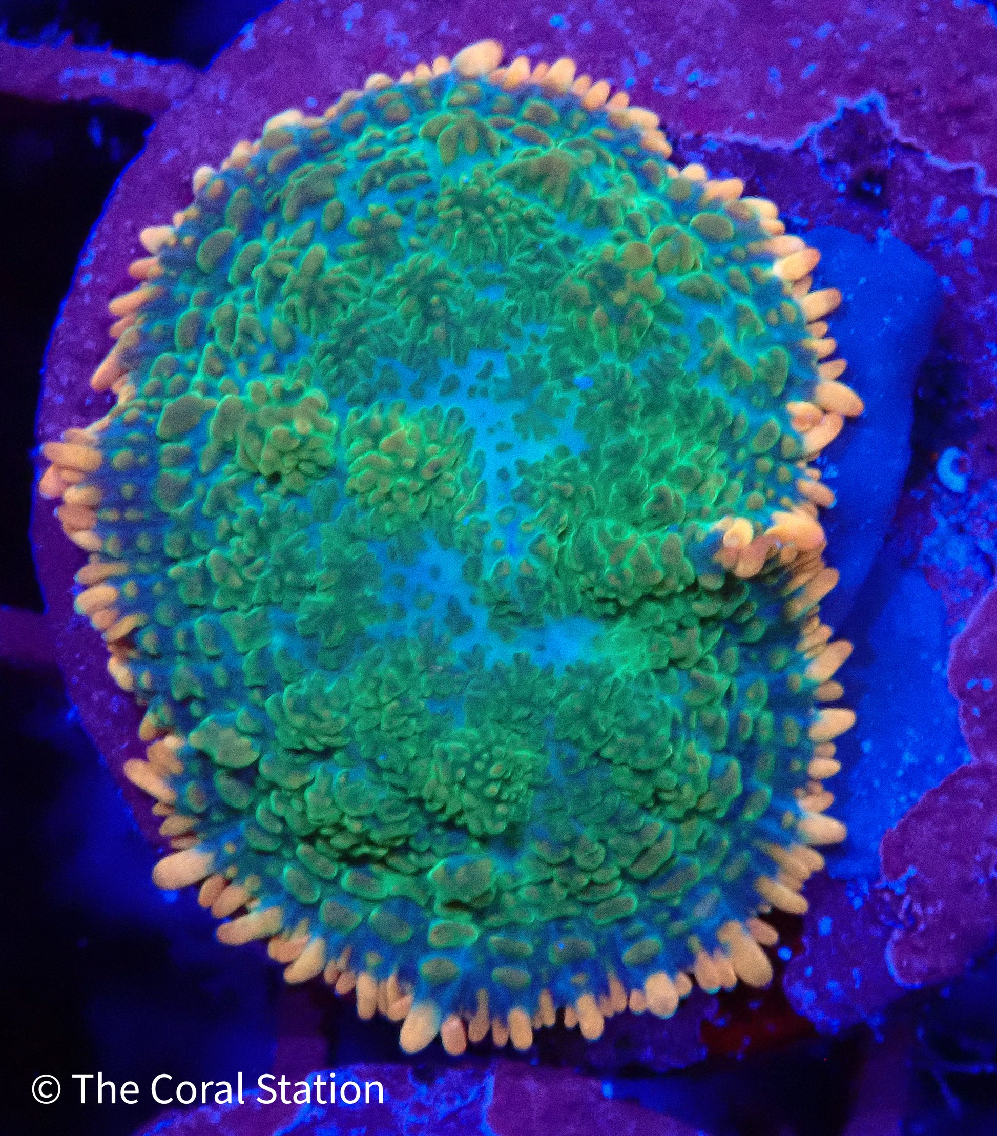 Tequila Sunrise Mushroom Coral with neon green body and orange-yellow tipped vesicles