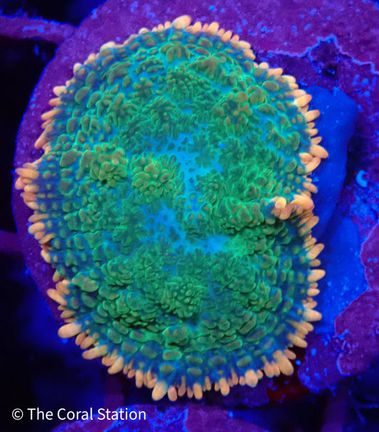 Tequila Sunrise Mushroom Coral with neon green body and orange-yellow tipped vesicles