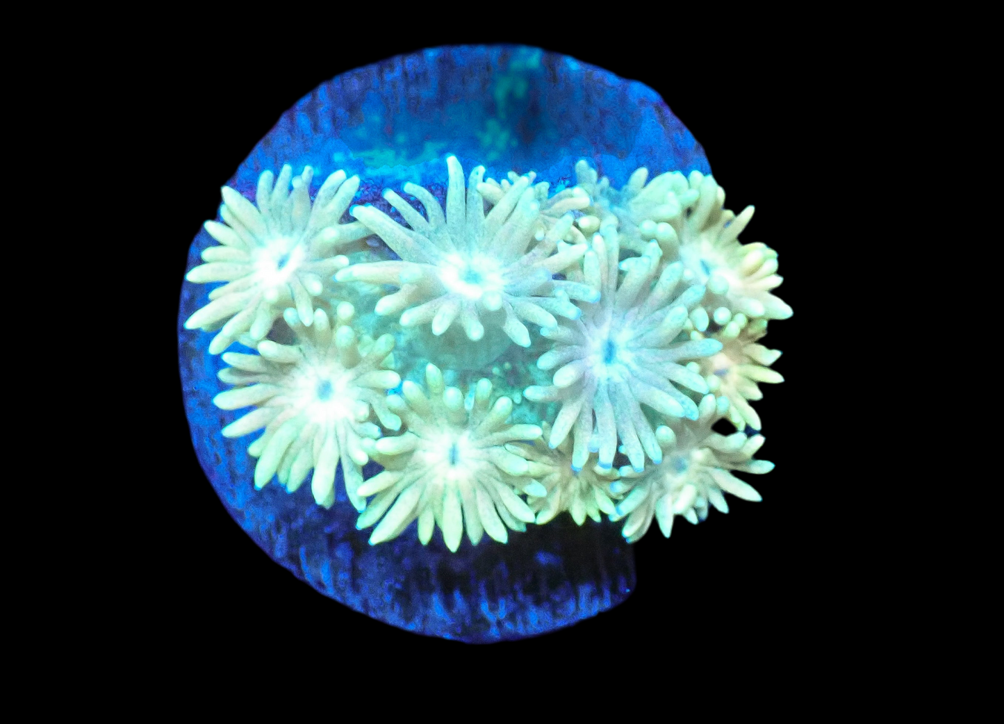 Goniopora