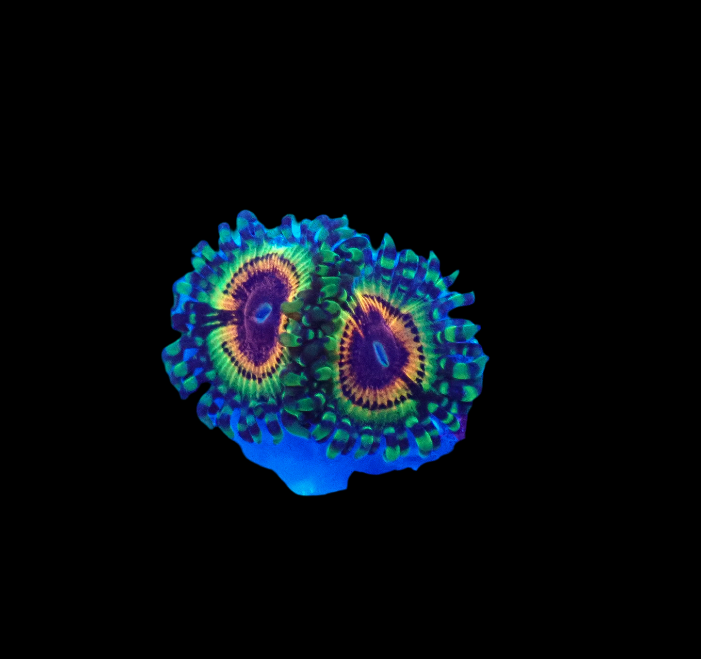 LSOH 2Polyps Zoa