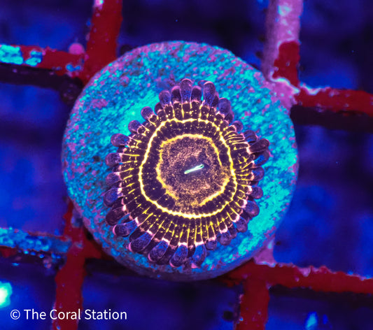 Stratosphere Zoa