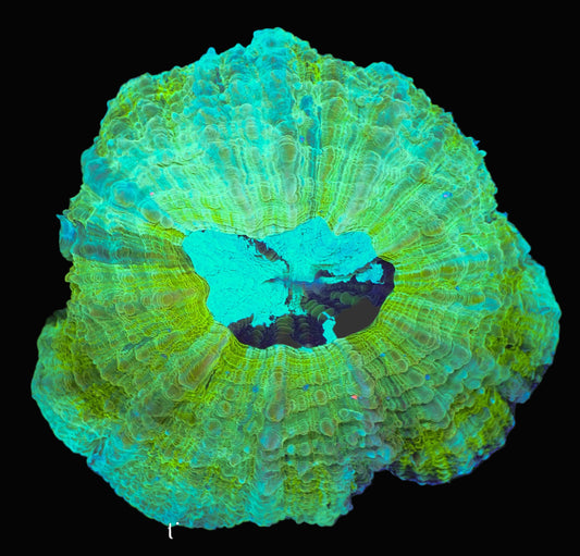 Green Acanthophyllia