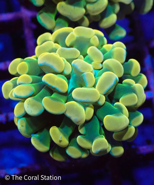 Holy Grail Hammer Coral frag with neon yellow tips and green base glowing under reef lighting.