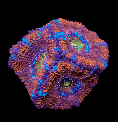 Rainbow Acan