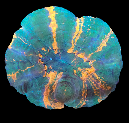 Acanthophyllia