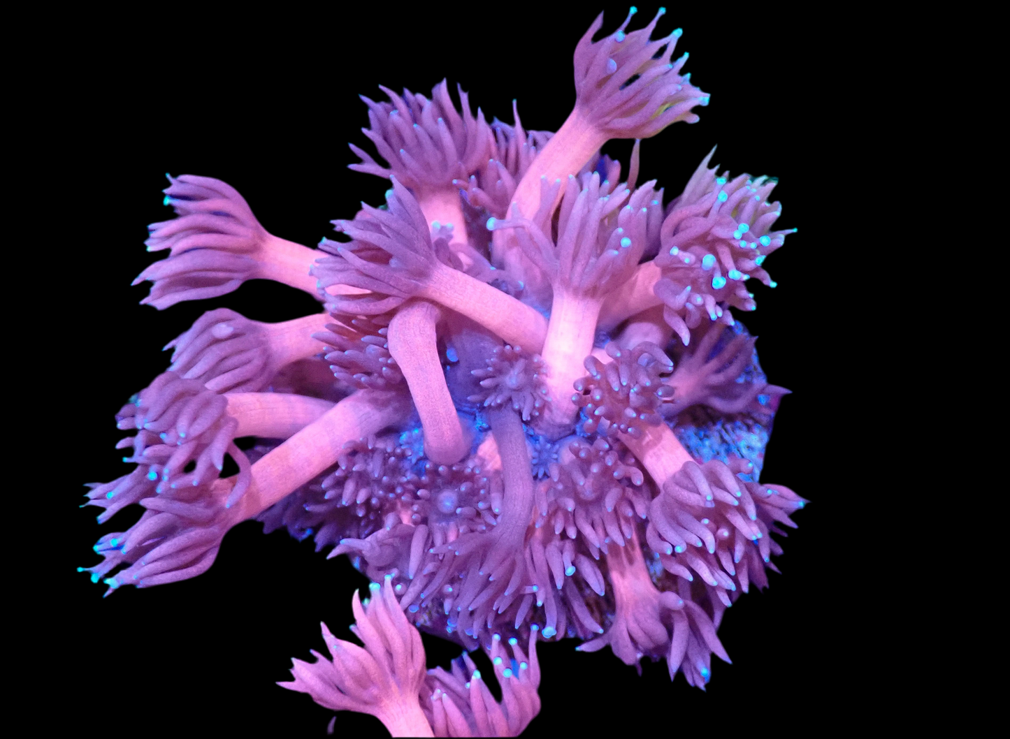 Pink Goniopora w/ Blue tips