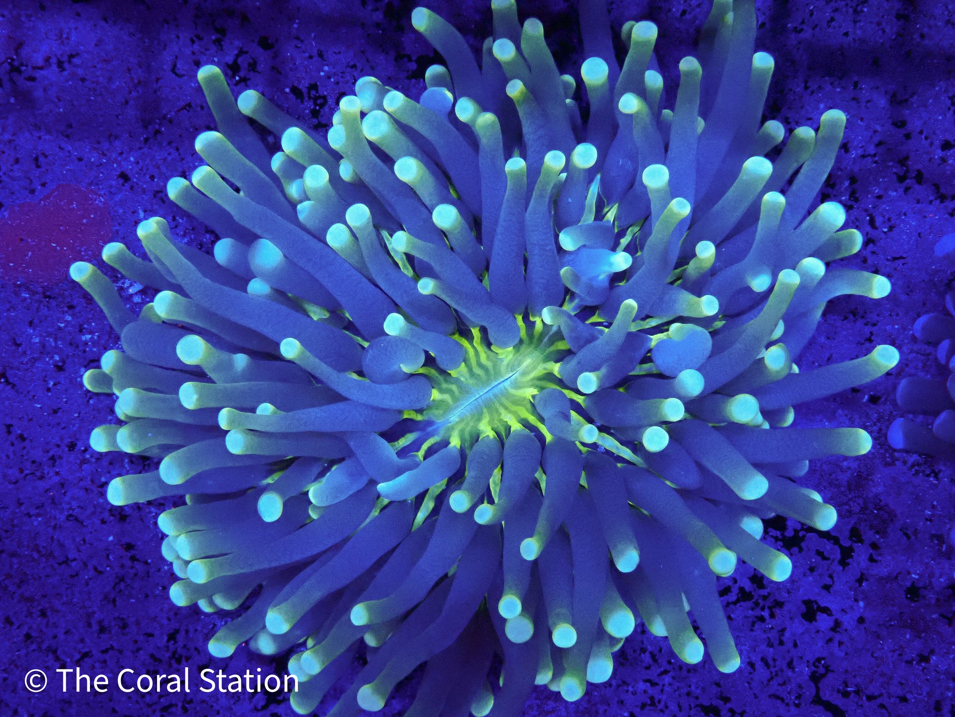 Heliofungia Coral long tentacle plate coral in reef aquarium with vibrant colors