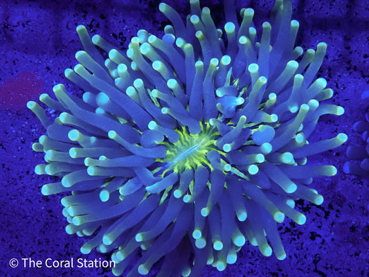 Heliofungia Coral long tentacle plate coral in reef aquarium with vibrant colors
