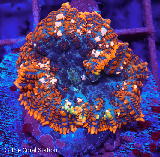 Rhodactis Bounce Mushroom Coral in reef aquarium with vibrant polyps