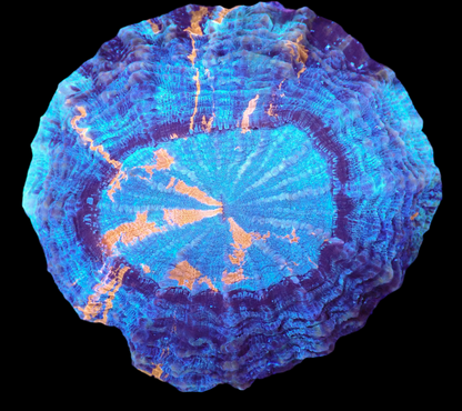 Acanthophyllia