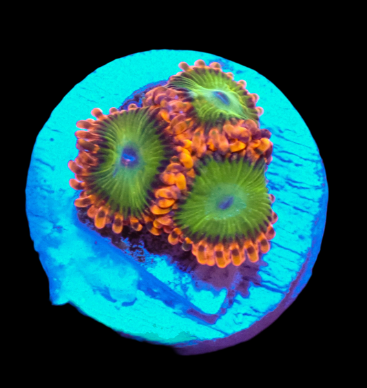 Electric Oompa Loompa Zoa-3Polyps