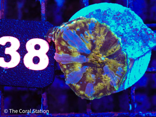 CK Half Baked Mushroom Coral