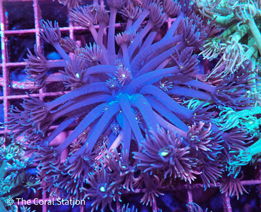 Bi-Color - Purple & Pink Goniopora Colony