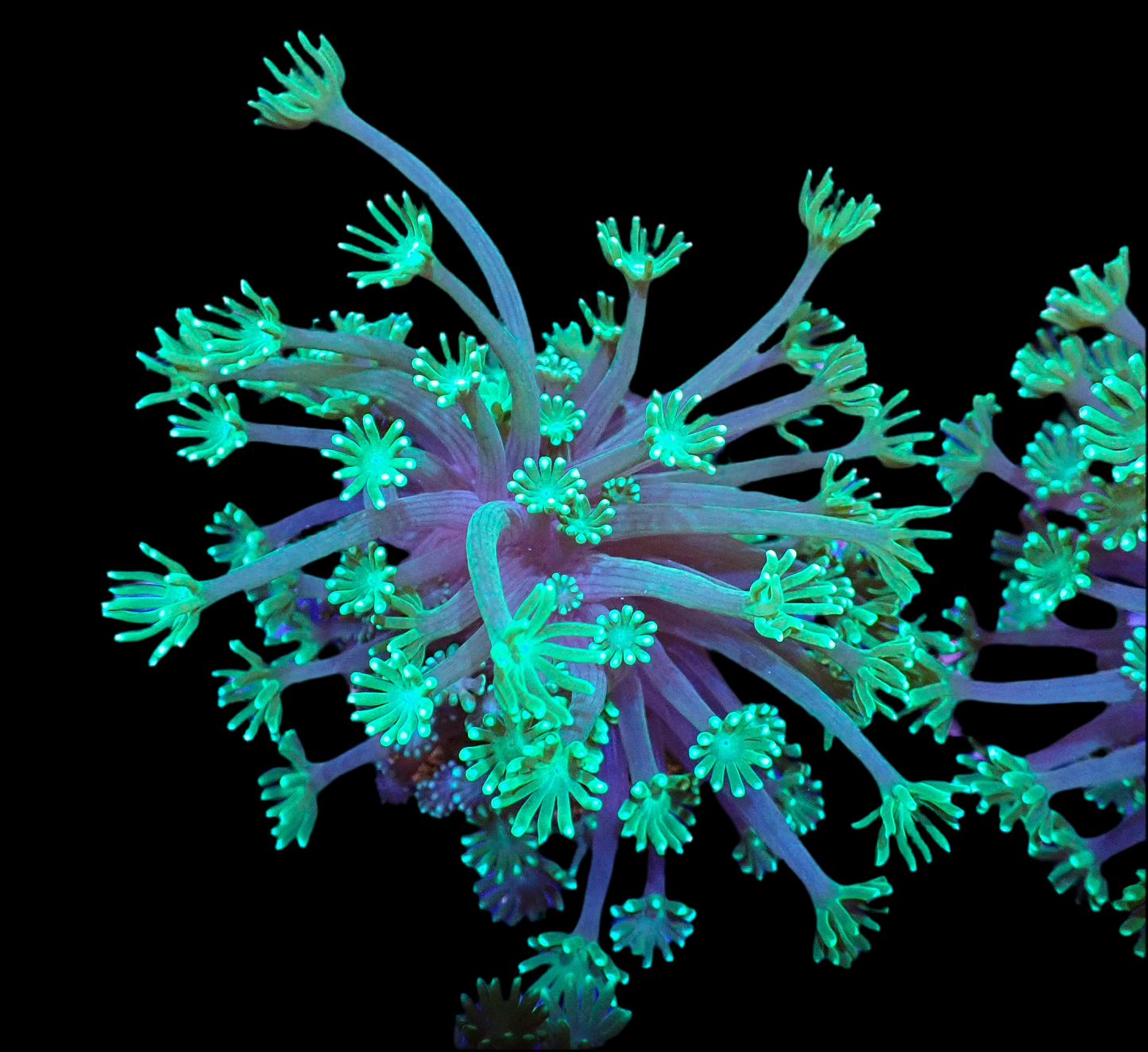 Green Alveopora
