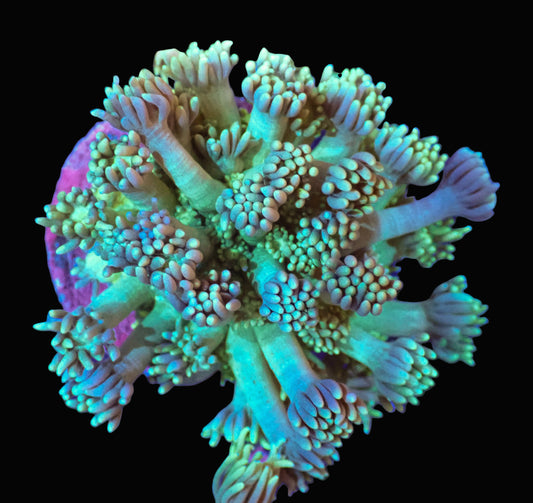 Green Goniopora with Purple Tips