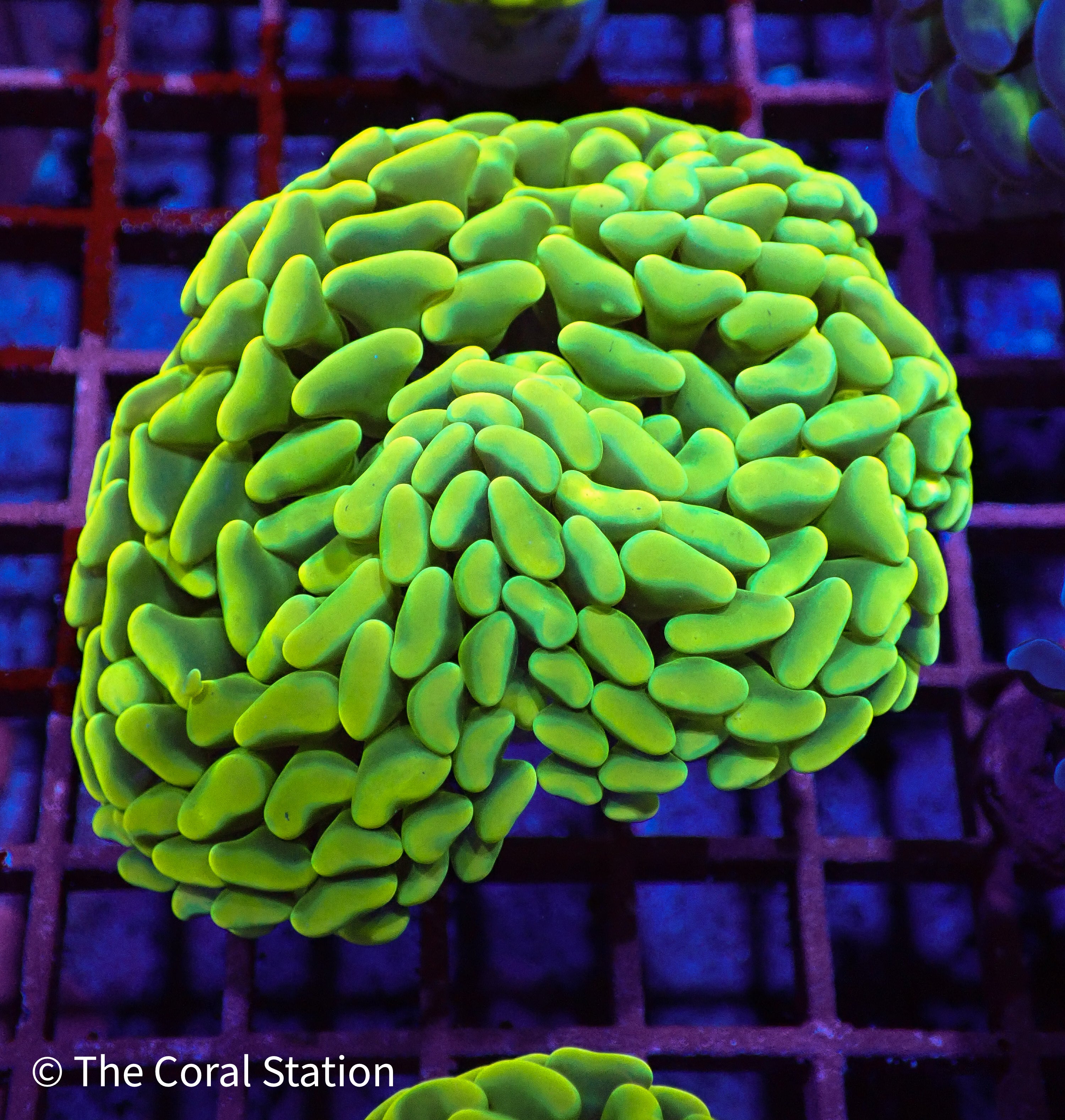 Products – The Coral Station