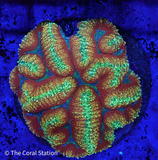 Solar Flare Lobophyllia Coral in reef aquarium with bright orange and yellow polyps