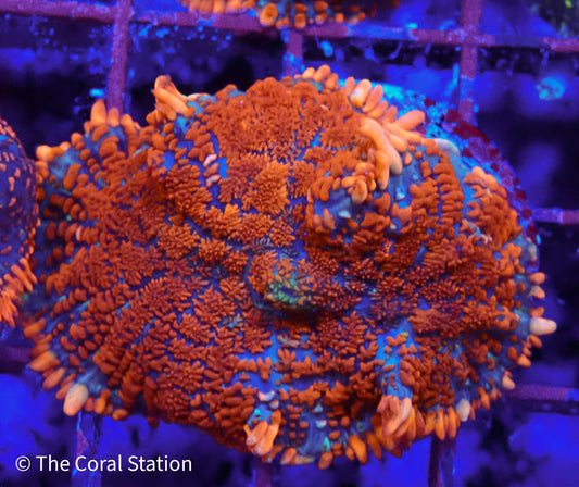 Inferno Mushroom Coral