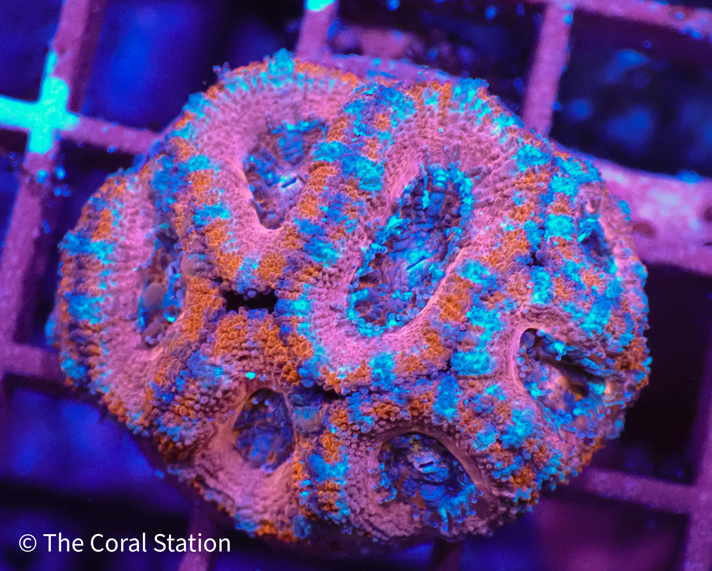 Candy Cane Acan