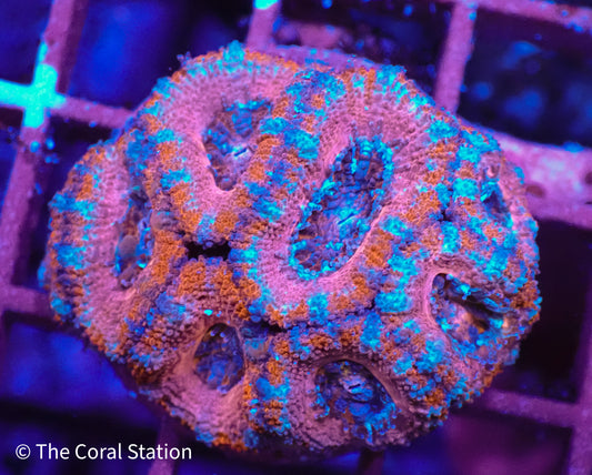 Candy Cane Acan