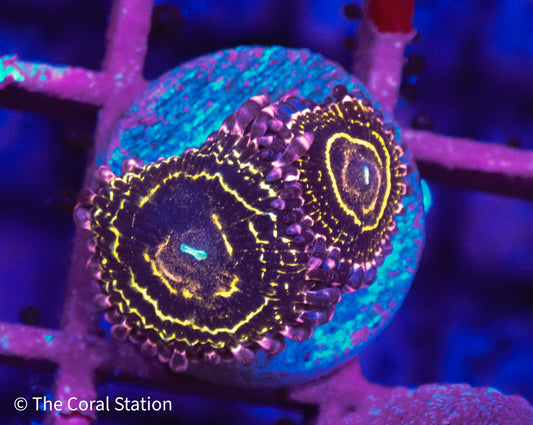 Stratosphere Zoa