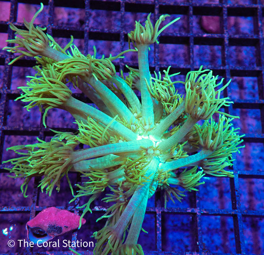Green Goniopora