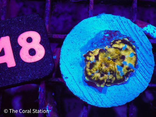 CK Half Baked Mushroom Coral