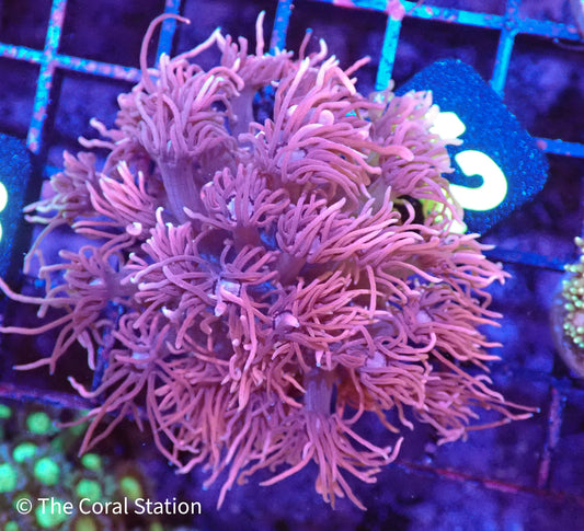 Pink Goniopora