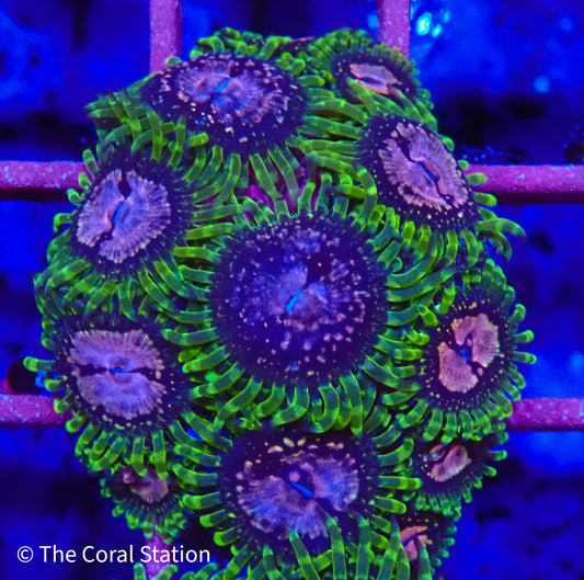 Purple Monster Zoanthid Coral in reef aquarium with deep purple polyps and textured surface