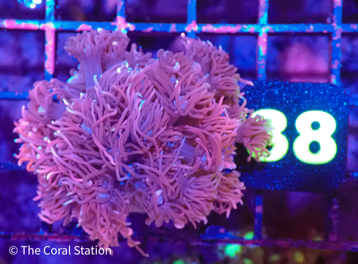 Pink Goniopora