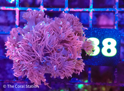 Pink Goniopora