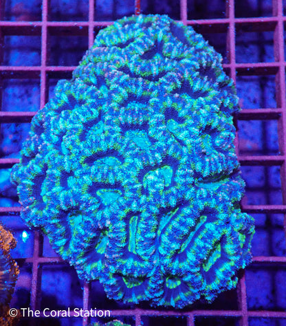 Acan Colony