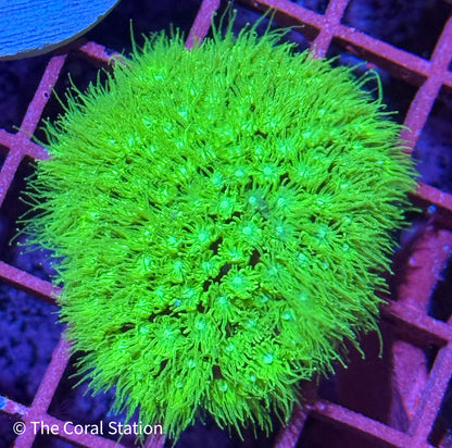 Green Goniopora