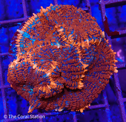 Inferno Bounce Mushroom Coral with red, orange and blue body and orange tipped vesicles