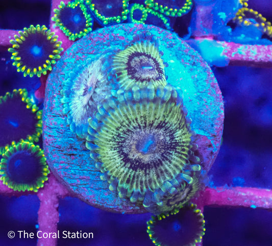 Chiquita Zoanthid