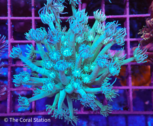 Teal Goniopora Colony