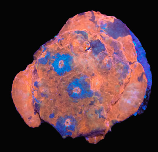 Bright Orange and Blue Chalice