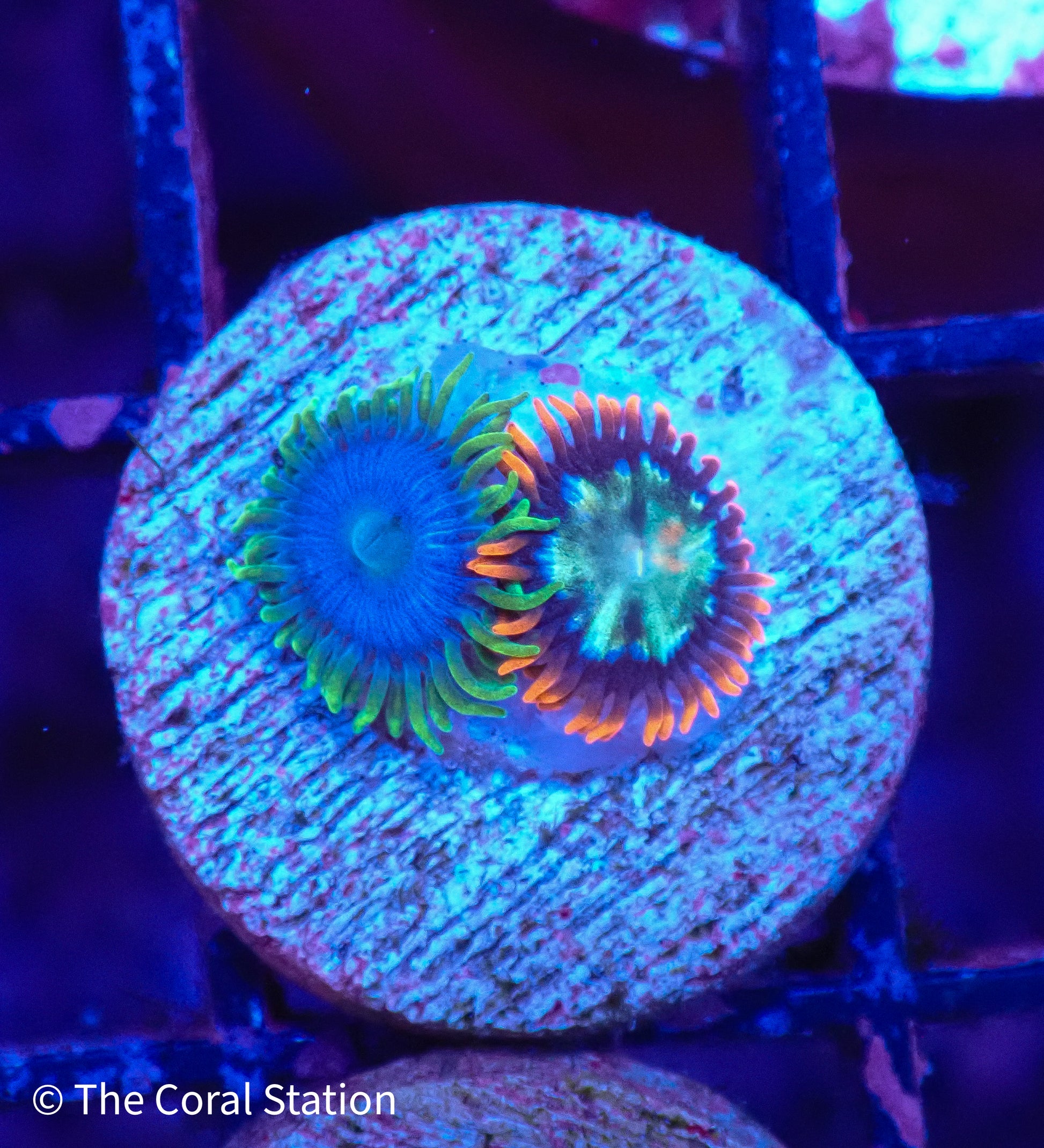 Live Rainbow Zoanthid coral for sale – colorful soft coral frag for reef aquarium