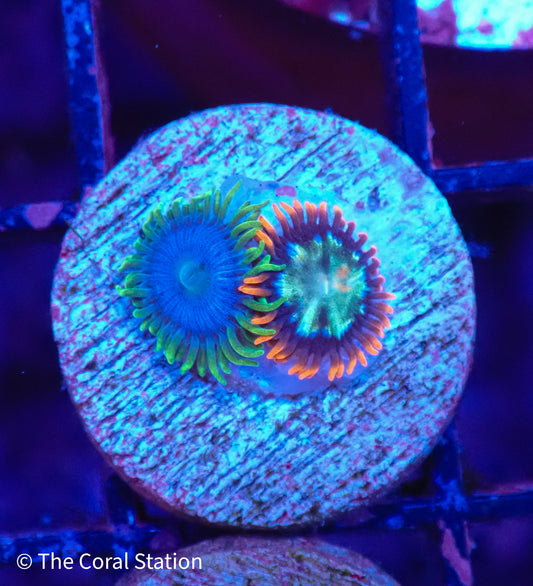 Live Rainbow Zoanthid coral for sale – colorful soft coral frag for reef aquarium