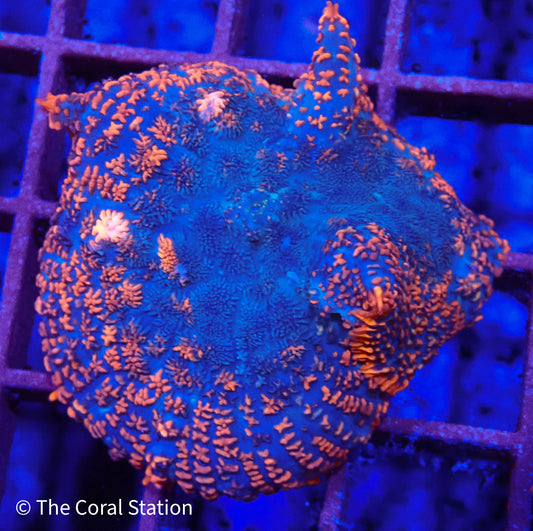 Blue Inferno Mushroom Coral in reef aquarium with electric blue and purple polyps