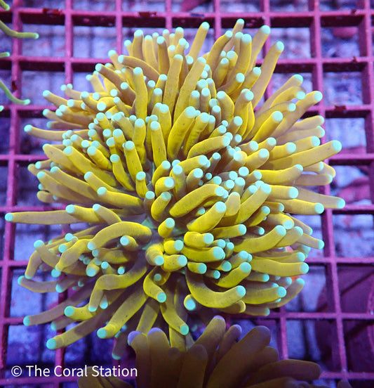 Banana Torch 3Heads