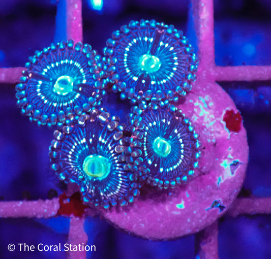Miku Freak Zoanthid