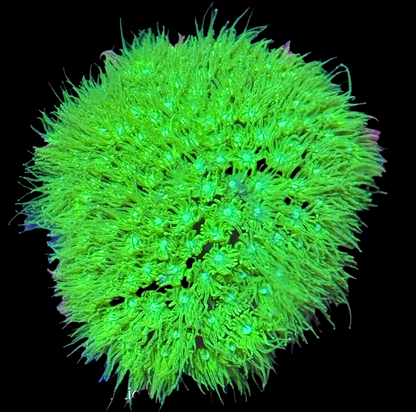 Green Goniopora