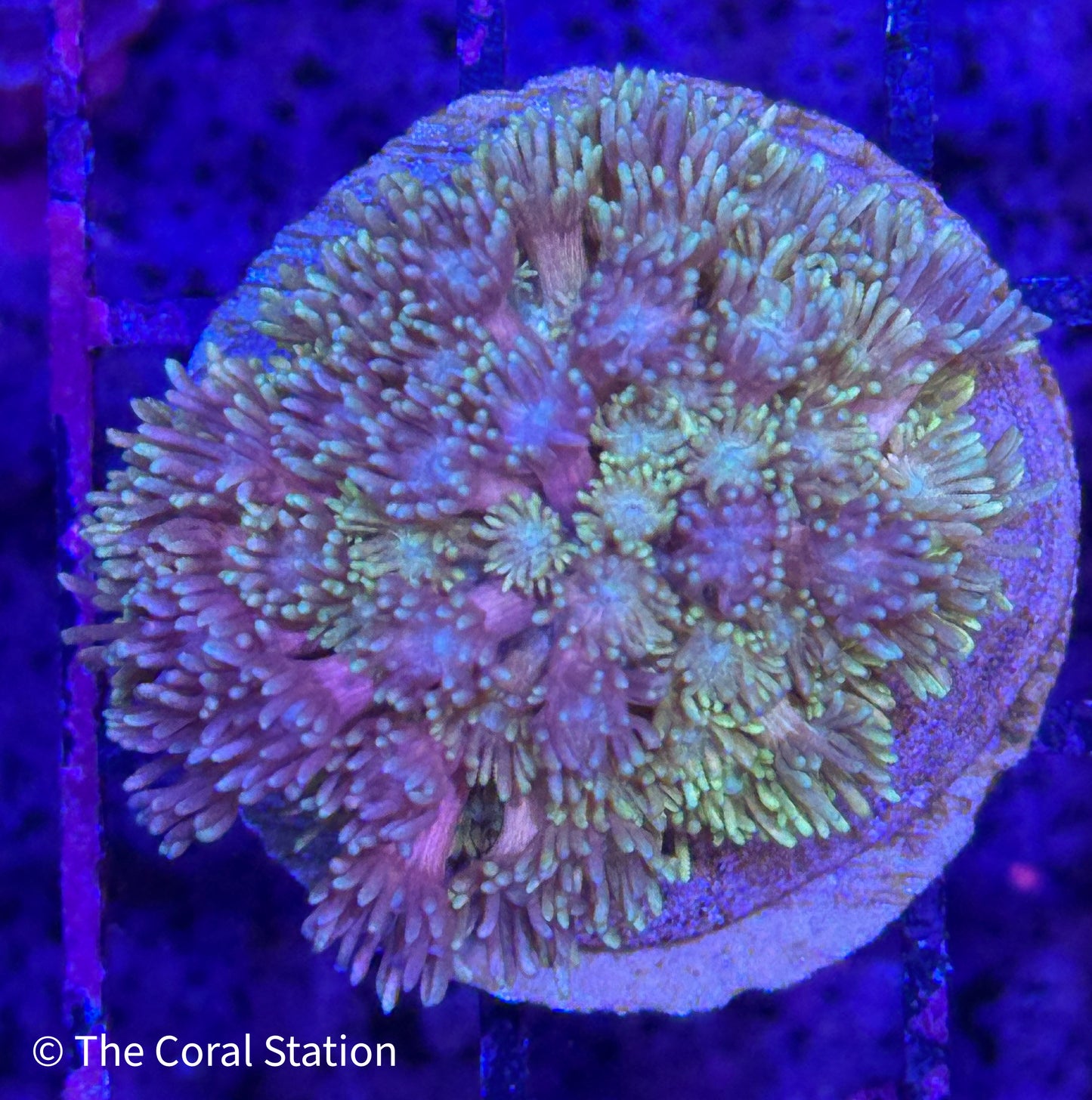 Rainbow Goniopora