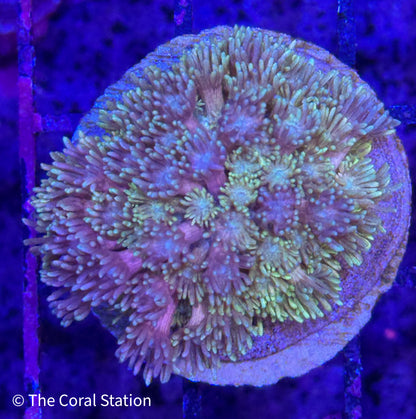 Rainbow Goniopora