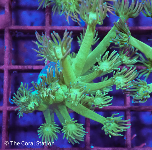 Avatar Goniopora